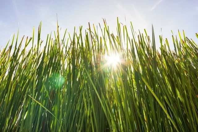 Vetiver (estacas)