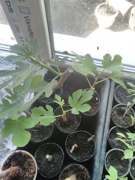 Инжир комнатный 7 сортов, черенки и саженцы