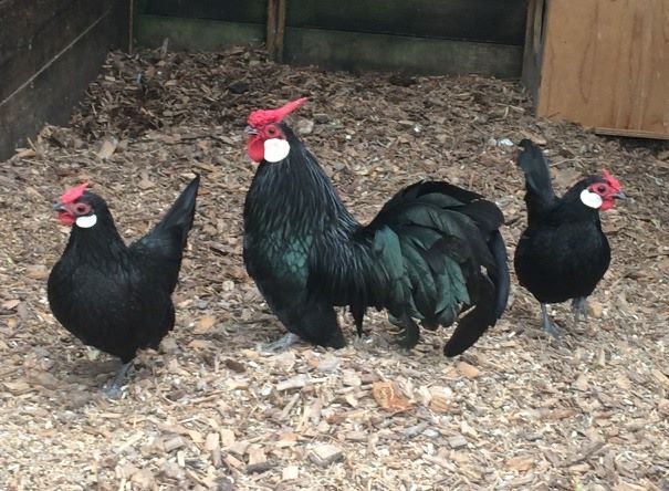 Black Rosecomb Bantam