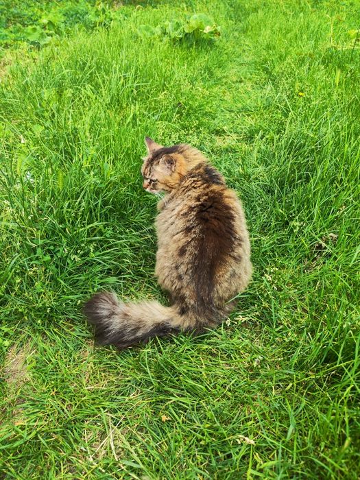 Стерилізована пухнаста красуня