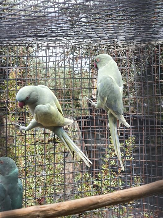 Casal de Ringnecks