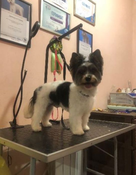 Вязка Бивер-Йорк