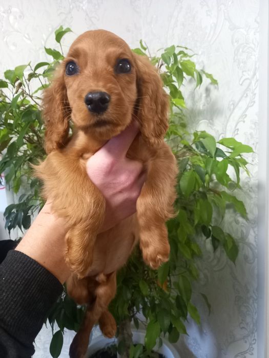 Очень милый парень спаниель