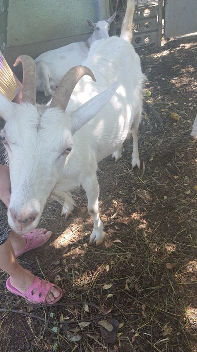 Продається козочка зааненської породи ,молочна лінія,молоко без запаху