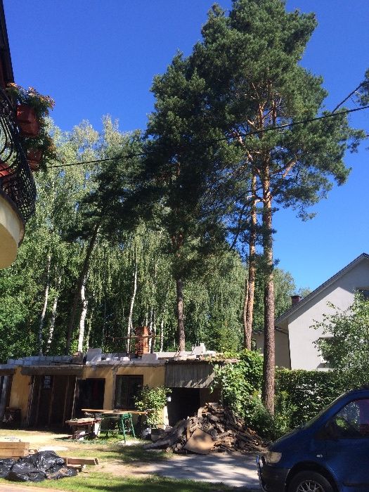 Wycinka,pielęgnacja,drzew,frezowanie,usuwanie karp,rębak,podnośnik