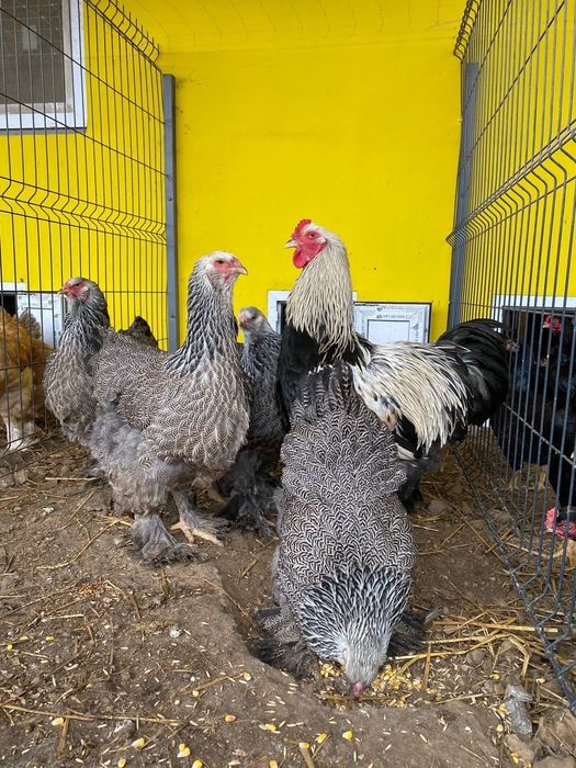 Інкубаційне яйце Орпінгтон, Кохінхін, Брама