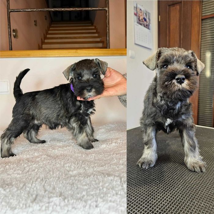 Sznaucer Miniaturowy Pieprz i Sól (ZKwP, FCI)