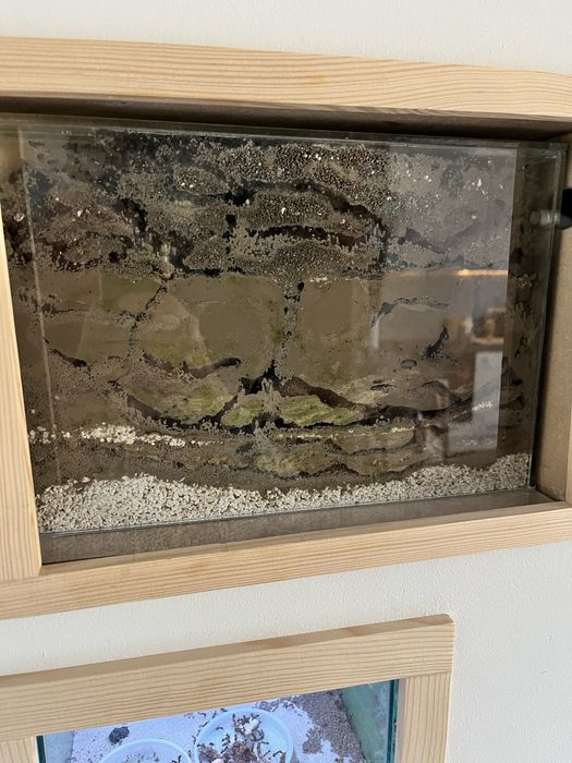 Formikarium z mrówkami nicobarensis