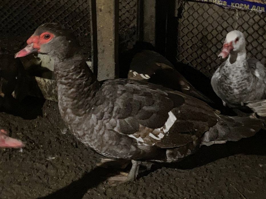 Селезень разных окрасов