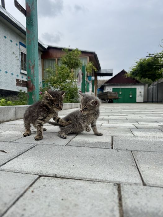 Віддам кошеняток