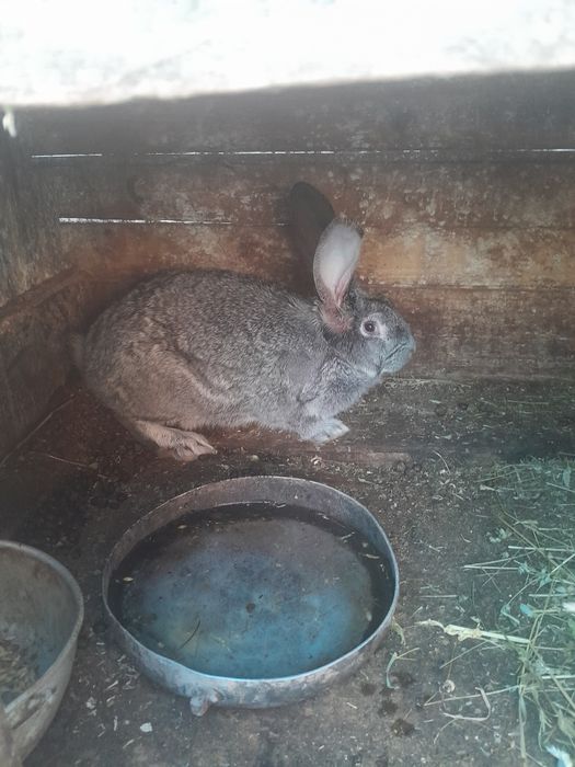 Продам,або обміняю кролів