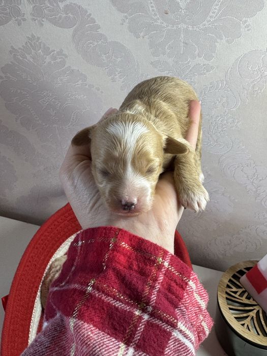 Мальтипу мальтіпу