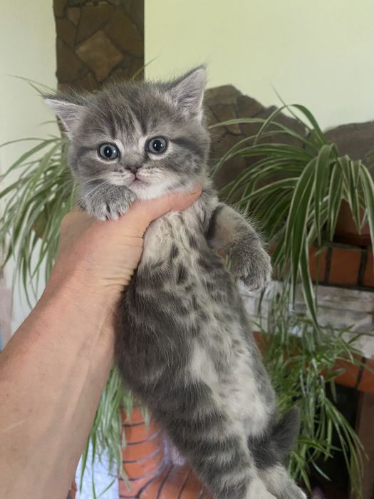 Британьскі котята