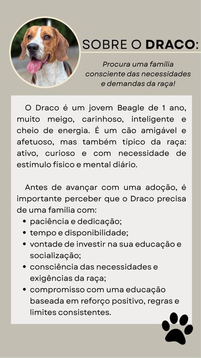 Beagle - Adoção