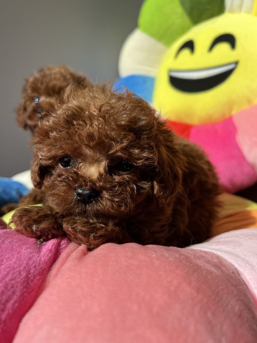 Той пудель мікро тікап