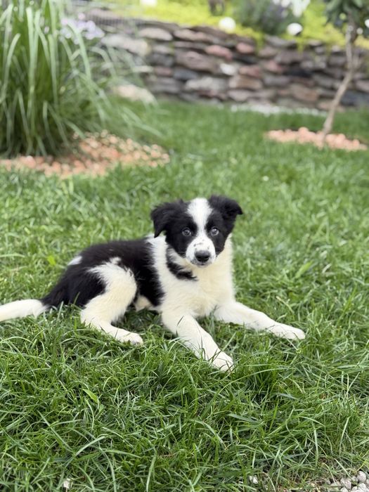 Czarno biała suczka border collie
