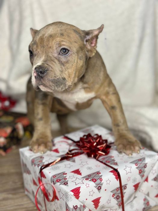 Американський буллі мрамор