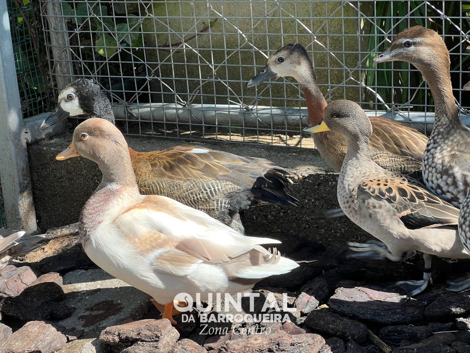 Anatídeos / Mignon, pardinha, pardilheira, ganso maned…