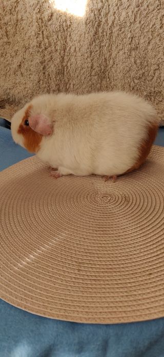 Морская свинка Тедди самка 1,5 года