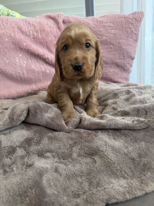 Cocker menina  linda