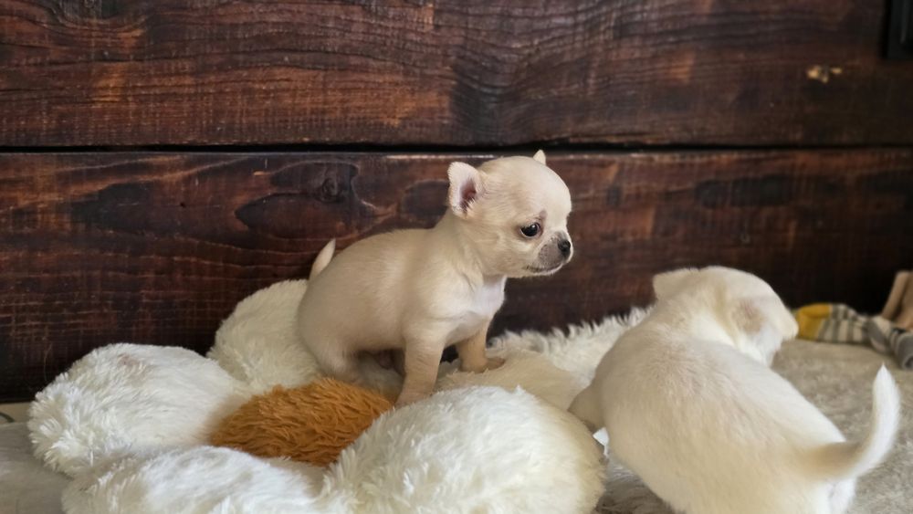 Chihuahua, chłopczyk