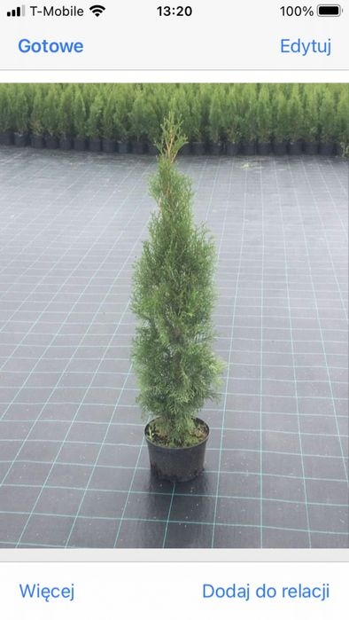 Tuja szmaragd 100-110 cm