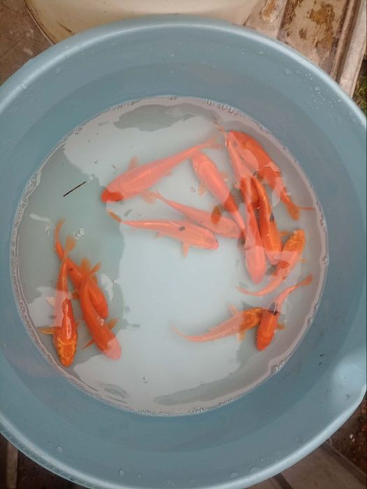 Karaś złota karp sazan koi