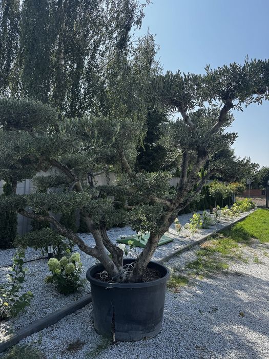 Drzewo oliwne bonsai