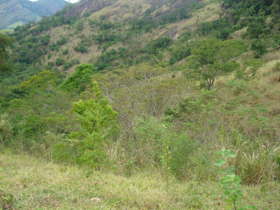 Limpeza e Desmatização de terrenos e jardins.