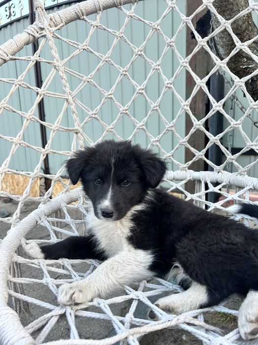 Віддам цуценят в добрі руки!