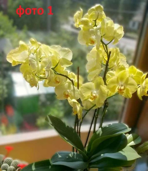 Орхидея фаленопсис сорт Golden Apollon