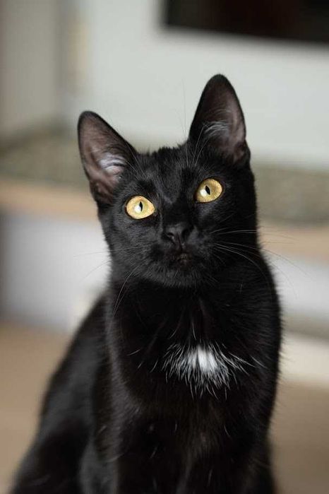 Serafinka szuka domu!