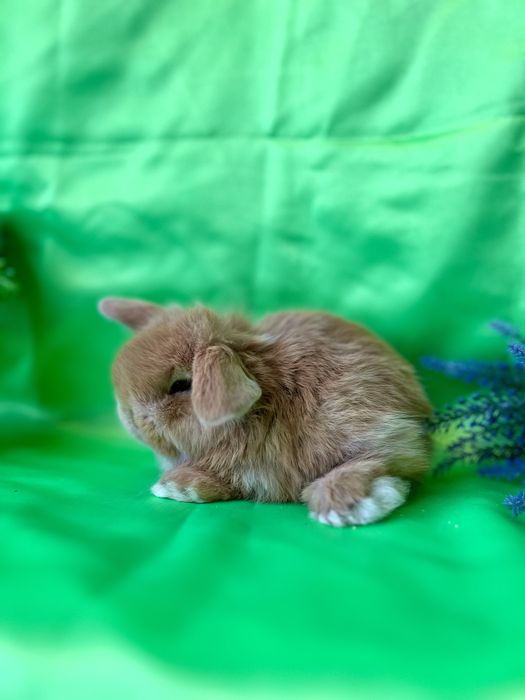 Рижуля.Карликові кролики,баранчики,висловухі