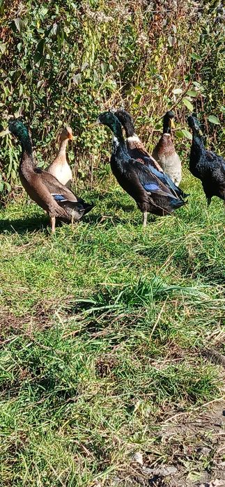 Kaczki biegusy indyjskie