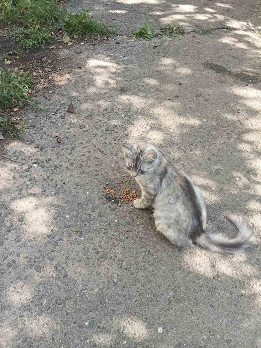Киця із смарагдовими очима