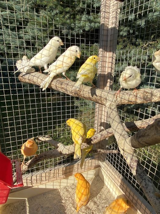 Kanarek, kanarki na sprzedaż