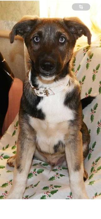 Ищет семью девочка и мальчик кобель метис хаски киев в квартиру выгул