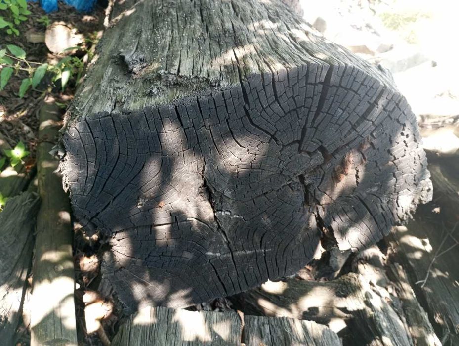 Czarny dąb - polski heban PLASTRY plaster