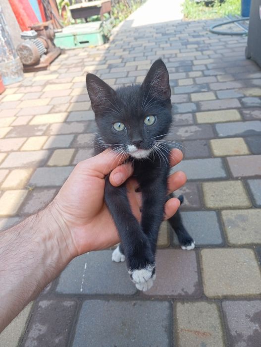 Отдам кота полтава