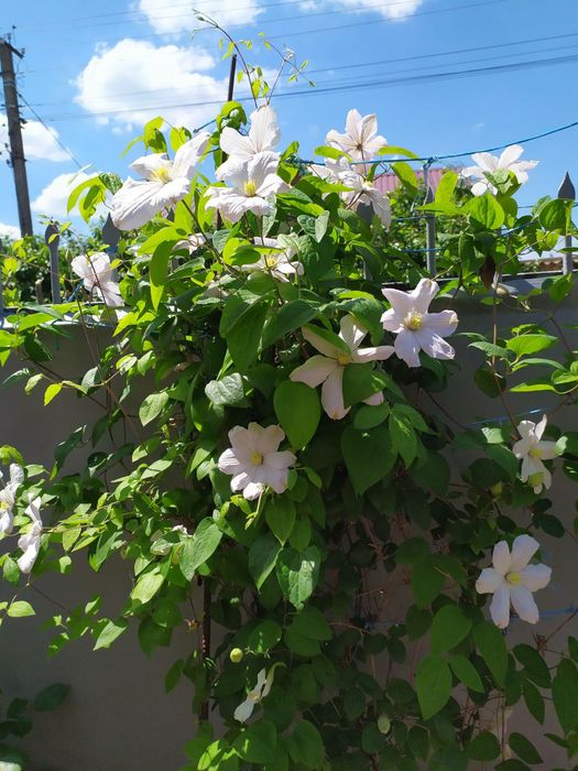 Хризантеми, клематіси