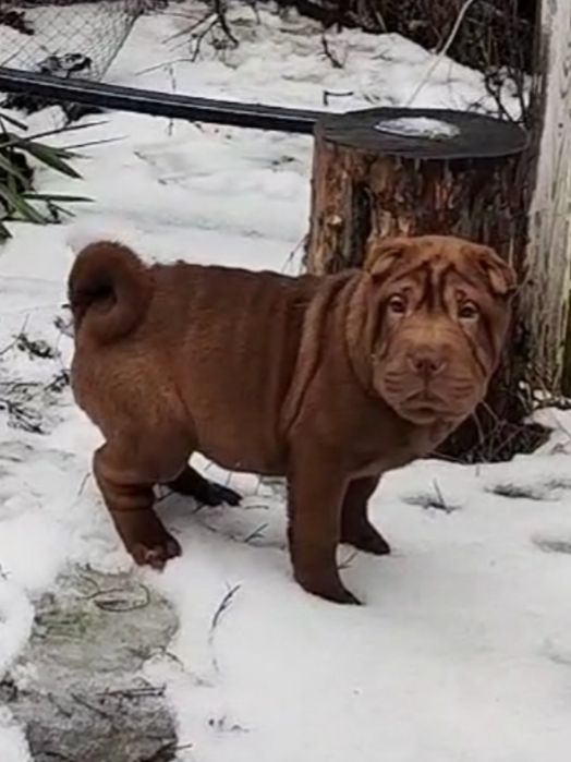 Цуценя шарпея , шоколадна дівчинка