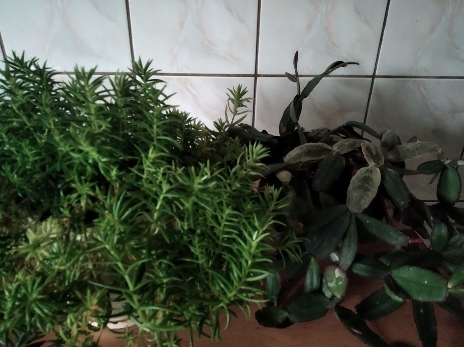 Zestaw kwiaty - kalia i papirus, bluszcz, anginka, kliwia, amarylis