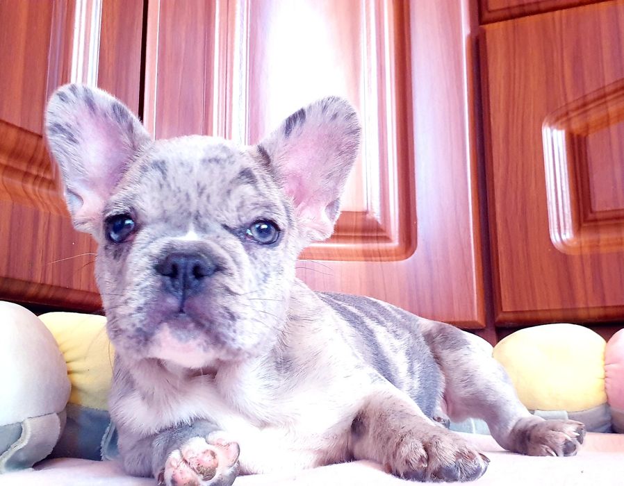 Urocza sunia buldog francuski