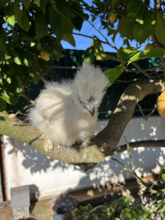 Pintos de Sedosas do Japão