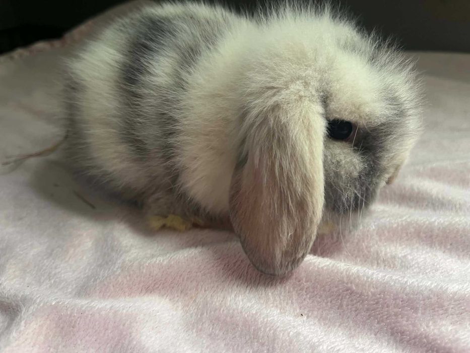 Coelhinhos raça mini lop bellier