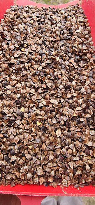 Sprzedam grykę zbiór  2025 r.