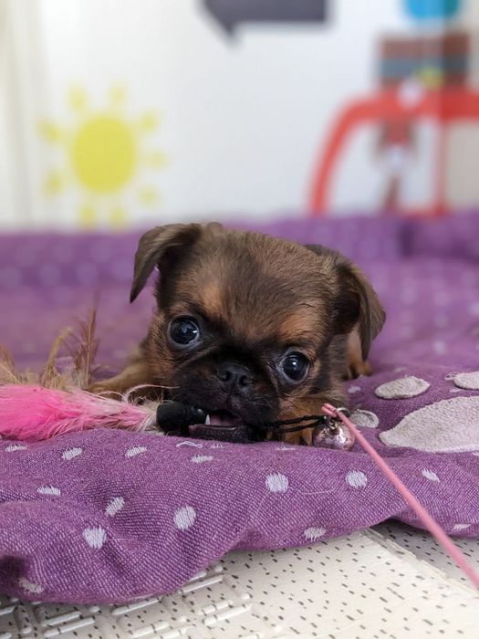 Хлопчик пті брабансон