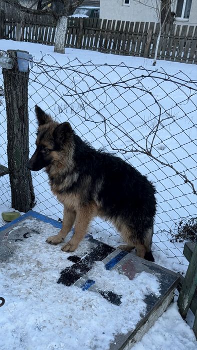 Німецька вівчарка