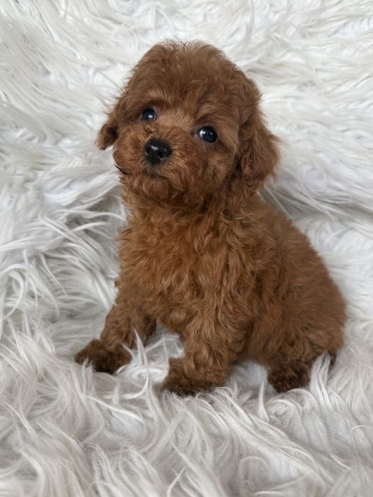 Pudel toy suczka malutka