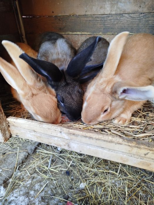 Кролики 3 місяці